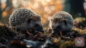 如果懂得刺猬效应她就不会被缠住了