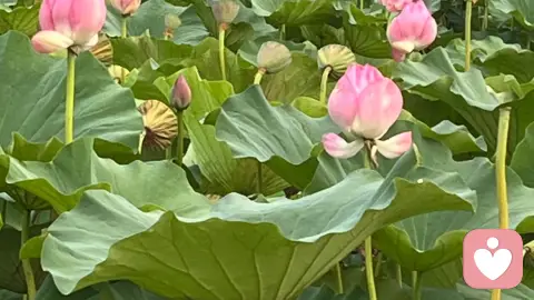 临界点前的沉默:荷花效应与心理学上的突破之道