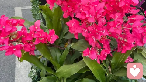 为什么你的转身是如此的决绝？