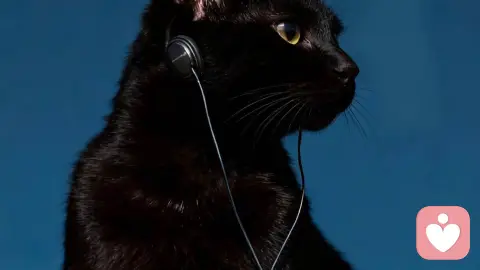 恋爱全周期中的心理学分析：从吸引到共生的深度探索