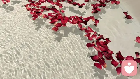 苹果树的启示:从自我认知到自我实现