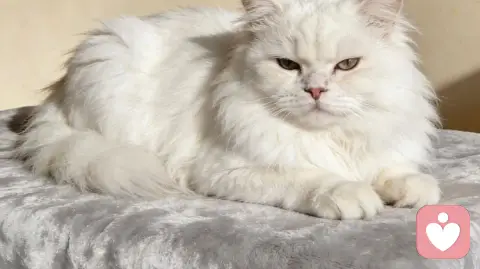 婚姻里最高级的智慧：女人要活得像猫