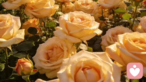 离开那个不爱你的人吧