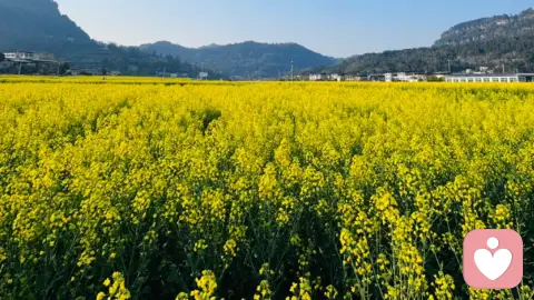 关系的本质：在独立与靠近之间