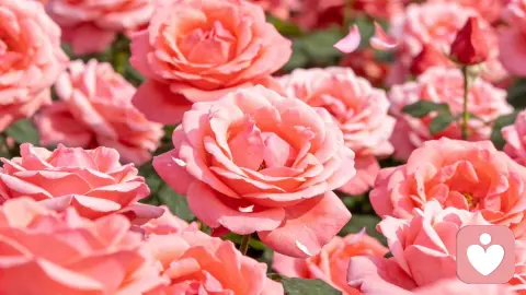 好的爱情从不让你弄丢自己。