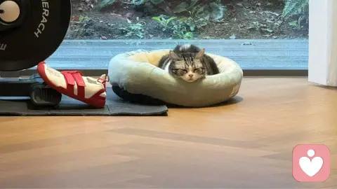 您的高级理性体验卡已过期，自动切换到幼稚模式