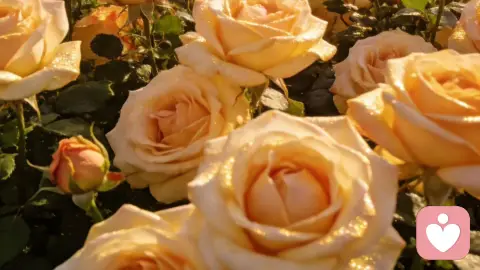 心理性喜欢和生理性喜欢，哪个更重要？心理学戳破真相：选错的人，都在感情里受尽委屈