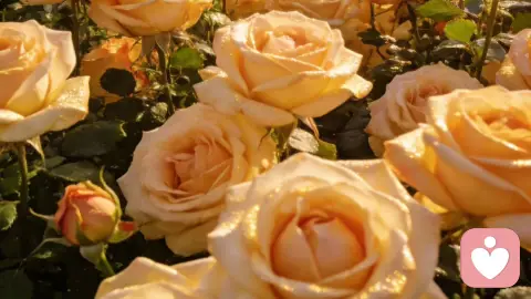 10个和情侣间相处的小技巧，越爱越舒服