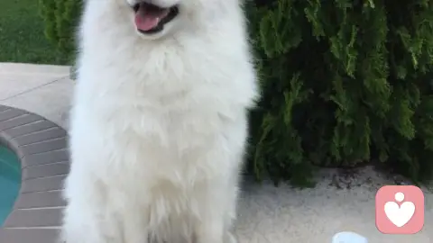 漫漫长夜有你相伴不再失眠—-狗狗催眠曲