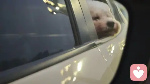 “情绪价值”破产后，“绝对忠诚”成了婚恋市场的新概念股