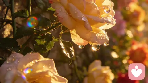 女人心里没你，从不说“不爱了”，这六句话，早已暴露她想离开的真相