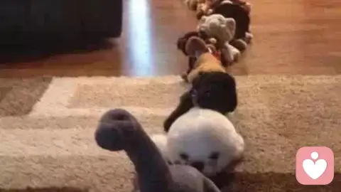 当“狗”：一种被驯服的，柔软的生存姿态