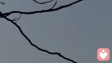 情绪链条的终结者