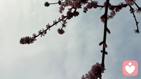 别着急说话，先让耳朵“听见”你的心