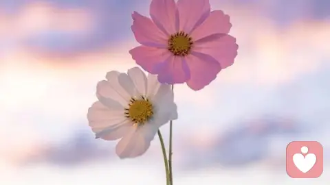 你的内耗，都源于“情绪无人承接”