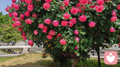 婆媳矛盾的源头是儿子一手造成的