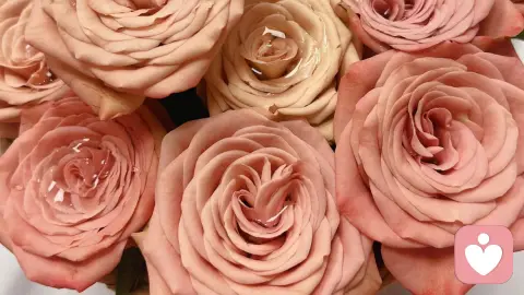 洱海的风，吹来了他的答案