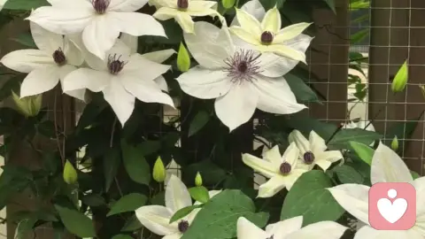 那些寻找光的天使