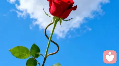 窝里横、伤最亲的人