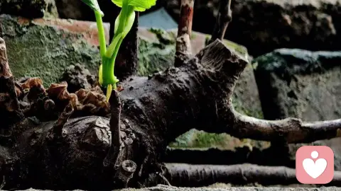 讨好的代价