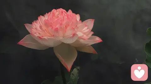3个真相，揭开爱情不长久的根源！