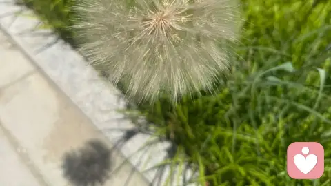 蒲公英的一生