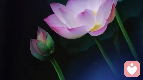 职场终极心法:佛陀教你如何不焦虑!