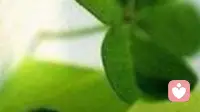 标题：40岁国企技术岗的职场孤立——合并过渡期，他卡在旧领导和新领导之间
