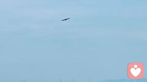 海与飞鸟