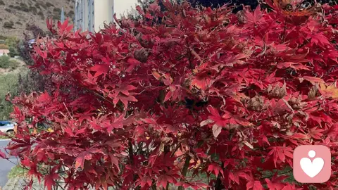 生活最好的膜样,是慢慢释怀,静静开花