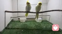 人心，贵在真诚