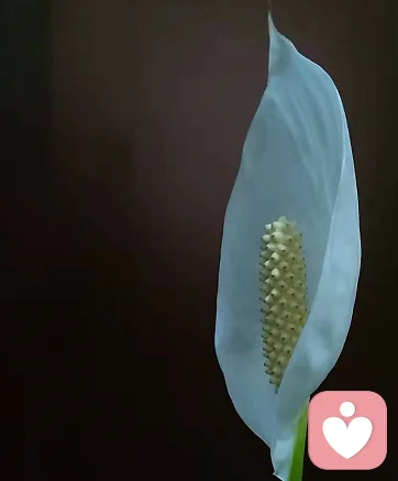 情緒是怎樣產生的
