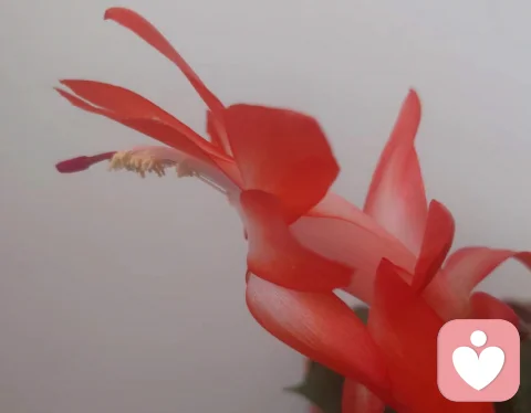 抑郁情緒產生的原因分析