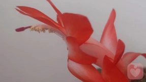抑郁情绪产生的原因分析