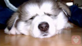 人为什么会有痛苦？