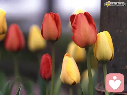 專業心理醫生的“話療”是如何進行的