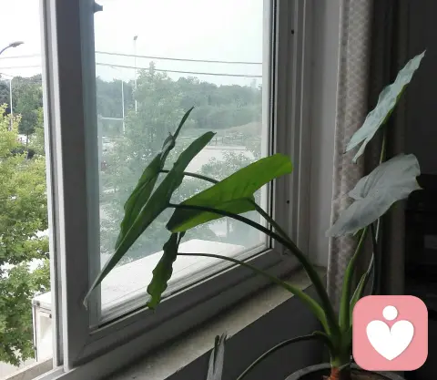 寧靜致遠(yuǎn)與思維固化