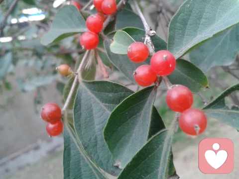 澄清技術的實際應用-心理微創傷的處理