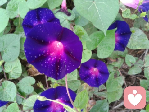 淺析助人與受助的沖突