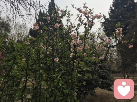 為什么你總是想要理想伴侶? (叢非從)