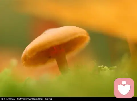 溫暖心靈的小故事：蹲下來，陪你做一只蘑菇。