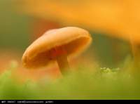 温暖心灵的小故事：蹲下来，陪你做一只蘑菇。