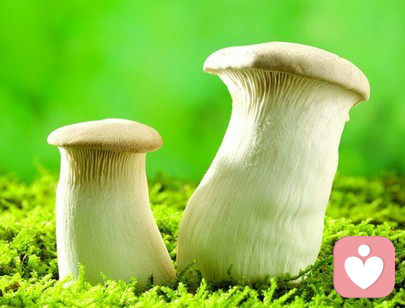【分享】一只蘑菇的陪伴
