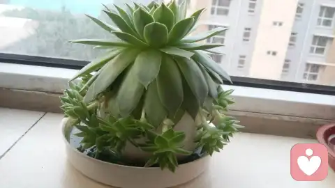 牛頓之死