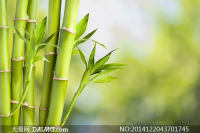 爱情如竹子一样欣欣成长
