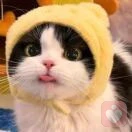 无拘无束皮皮猫