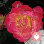 树会开花的头像