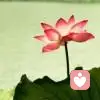 Lotus的头像
