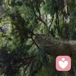 比巴卜咨询师的头像