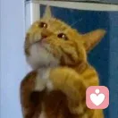 猫猫有什么错的头像